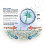 Dryzone Mold Removal and Prevention Kit - 3 x 450ml - Dual-action fast-acting mold remover spray for bathrooms, walls, and ceilings, preventing mold regrowth.